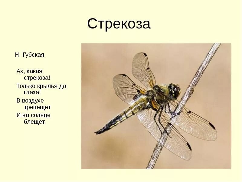 День стрекозы.
