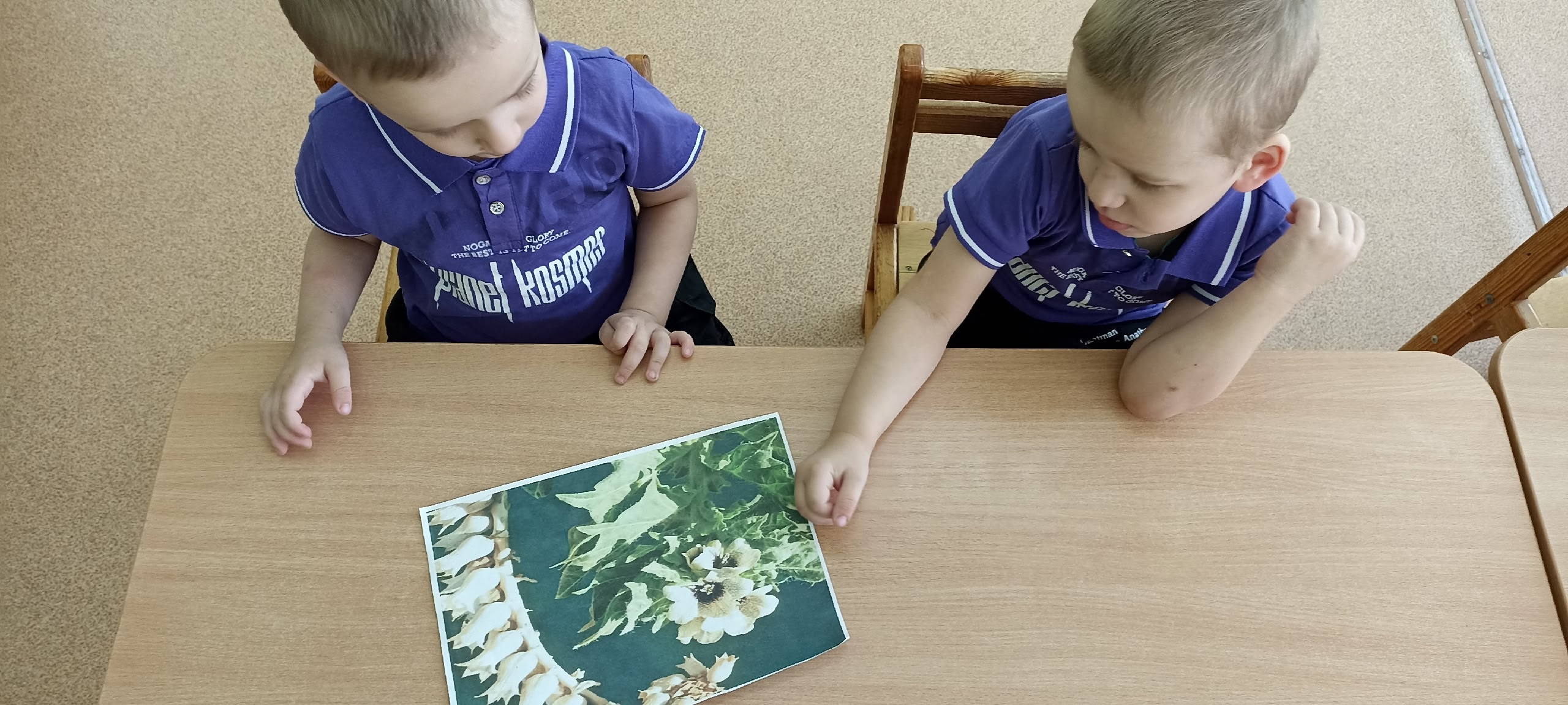 Лекарственные растения.